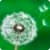Dandelion HD Live Wallpaper