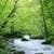 Beautiful Green Forest images Live Wallpaper