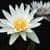White lily close up Wallpaper HD