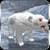 Robotic Polar Bear Vs Ugly Monsters