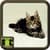 Free Cat Wallpapers