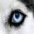 eye of an animal around the world