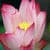 Lotus Queen Wallpaper HD
