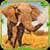 Furious Elephant Simulator