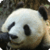 Panda : Zoo Wild Animals