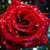 Red Rose Live Wallpaper SMM