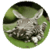 Weird Animals