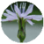 Benefits of Lactuca
