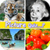Picture Quiz - Memory Athlete Trivia