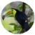 Weird Birds 