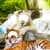 Lion And Tiger Photo Editor
