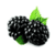 Benefits of Blackberry