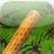 Rain Stick