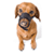 Dog Bite Prevention App