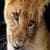 Lion cubs around the world 