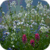Fresh Spring Flowers Live Wallpaper
