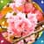 New Sakura Live Wallpapers
