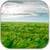Field in the wind