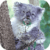 Quiet Koala Live Wallpaper