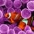 CORAL CLOWN FISH LWP