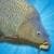 Carp Fishing Simulator ordinary
