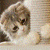 Cute Cool Kitty Live Wallpaper