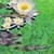 3D Alligator and Fish Pond LWP