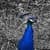 Peacock ive Wallpaper for Android