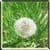 Magic Dandelion