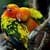Colorful Parrots Live