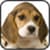 Dog Breeds Collection