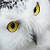 Awesome White Owl Live Wallpaper