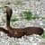 Snake Live Wallpaper Free