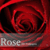 Free Rose wallpapers