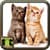 Images Of Cats And Kittens
