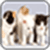 Cat Wallpaper Images _1