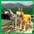 Wolf Quest: Wild Animal Life