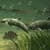 Dolphins Under The Sea Live Wallpaper