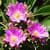 Beautiful Exotic Flowers images HD Wallpaper