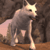 Wolf Tales MOD