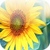 Beatiful Sunflowers Wallpapers