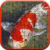 Koi Jigsaw Puzzle