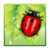 Beetle Game Dash