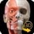 Sistema Muscolare Anatomia 3D original