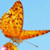 Butterfly Effect HD