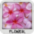 Flower Wallpapers by Nisavac Wallpapers