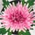 Chrysanthemum Photo Collage