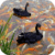 Black Swans Live Wallpaper