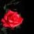 Red Rose free