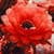 Red Cactus Blossom Live Wallpaper